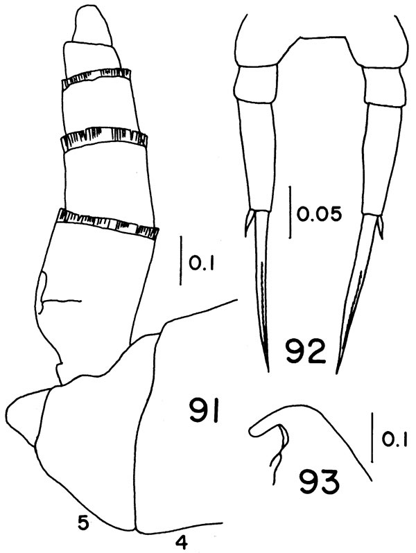 Espce Temorites sp. - Planche 1 de figures morphologiques