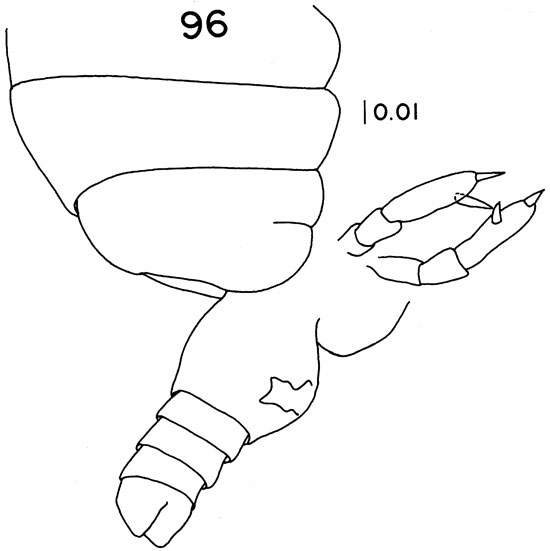 Espèce Temorites discoveryae - Planche 3 de figures morphologiques