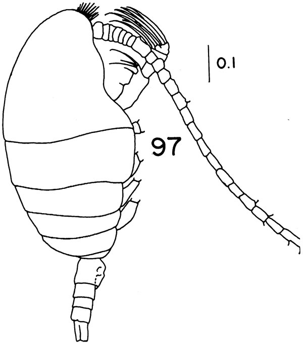 Espèce Foxtonia barbatula - Planche 4 de figures morphologiques