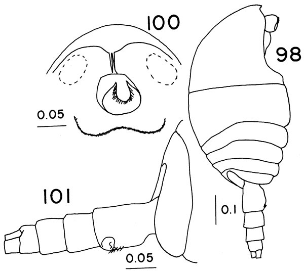 Espèce Zenkevitchiella tridentae - Planche 1 de figures morphologiques