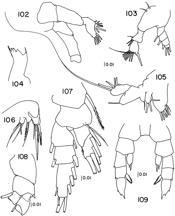 Espèce Zenkevitchiella tridentae - Planche 2 de figures morphologiques
