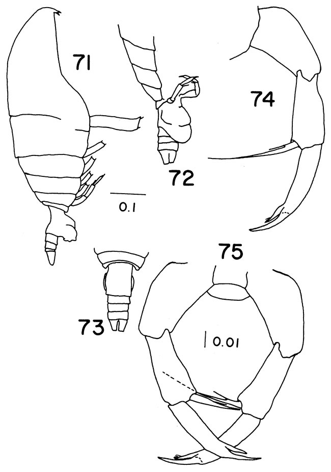 Espce Temoropia minor - Planche 2 de figures morphologiques