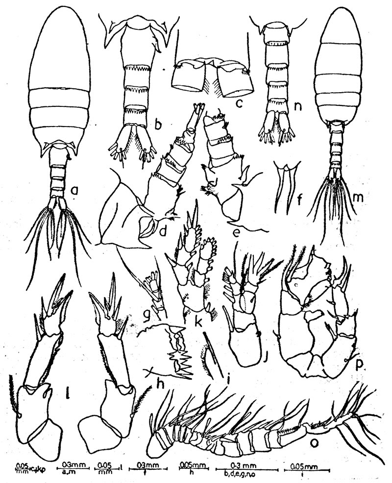 Species Pseudodiaptomus andamanensis - Plate 1 of morphological figures