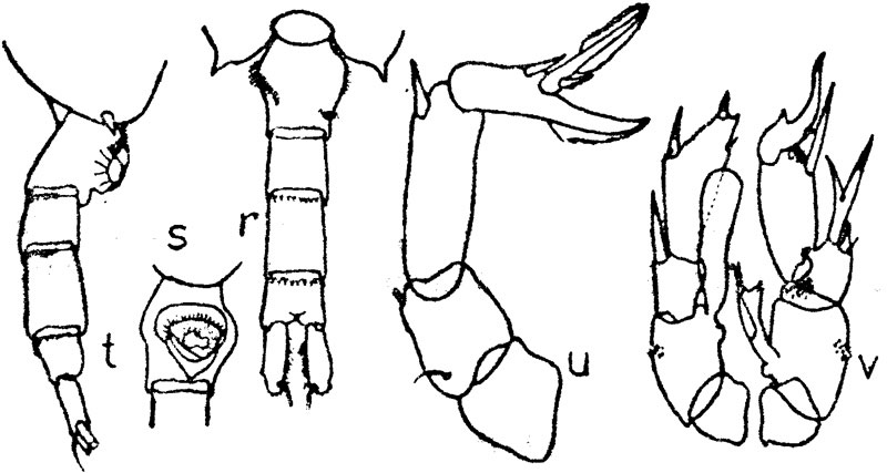 Species Pseudodiaptomus marinus - Plate 9 of morphological figures