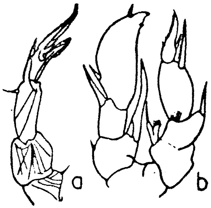Espce Pseudodiaptomus salinus - Planche 2 de figures morphologiques