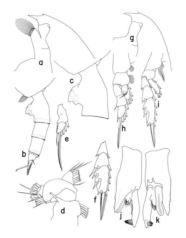 Species Paraeuchaeta aequatorialis - Plate 1 of morphological figures
