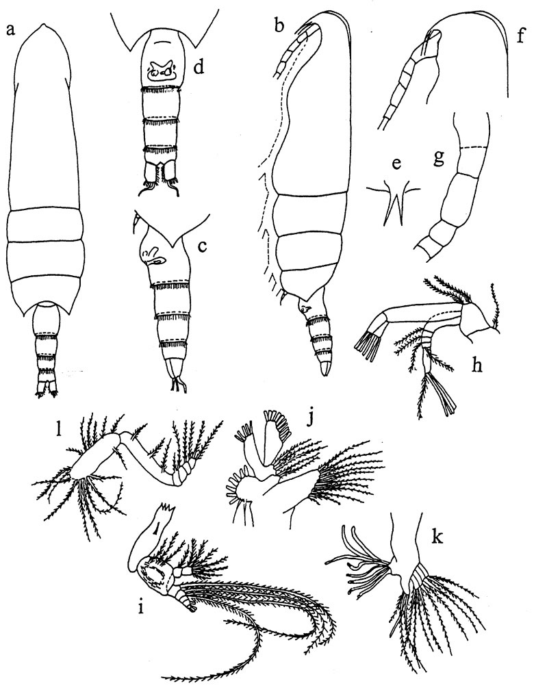 Espèce Scaphocalanus emine - Planche 1 de figures morphologiques