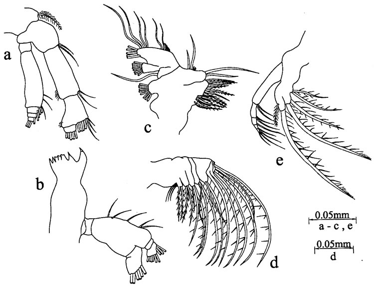 Species Calanopia kideysi - Plate 2 of morphological figures
