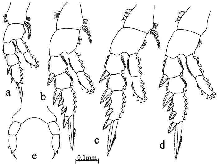 Espce Calanopia kideysi - Planche 3 de figures morphologiques