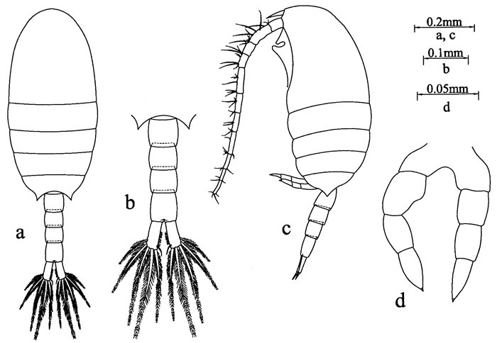 Espce Calanopia kideysi - Planche 4 de figures morphologiques