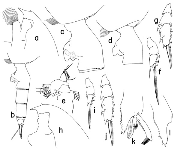 Espce Paraeuchaeta rasa - Planche 3 de figures morphologiques