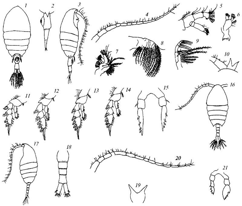 Species Calanopia metu - Plate 1 of morphological figures