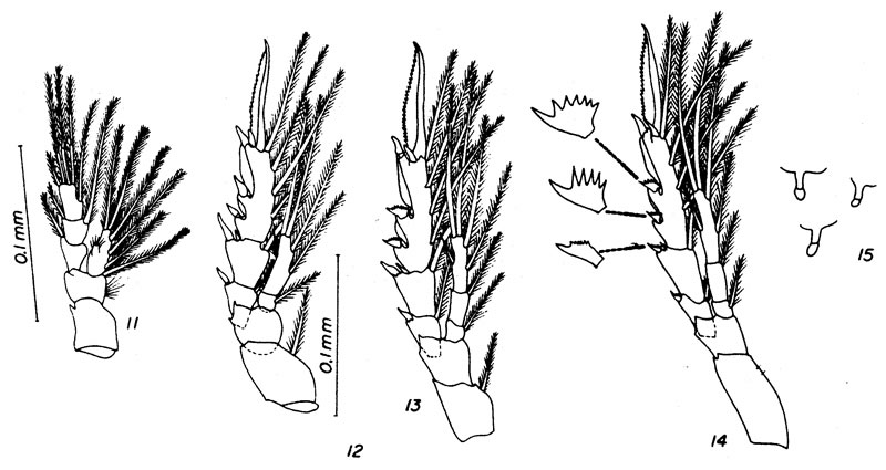 Espce Ctenocalanus heronae - Planche 3 de figures morphologiques