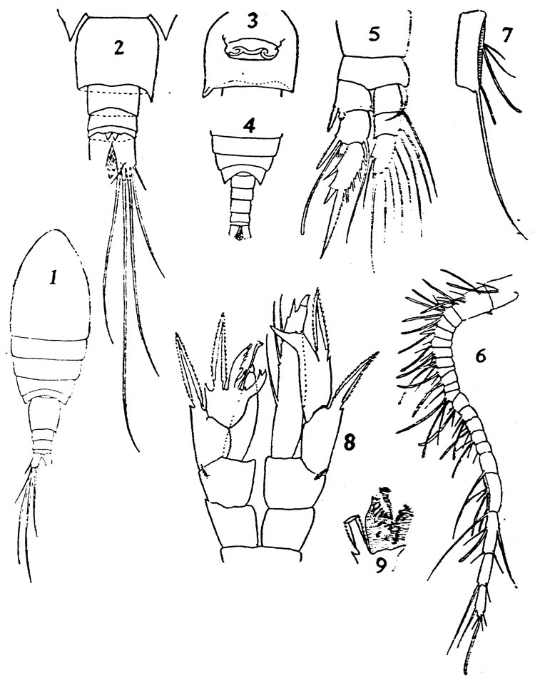Espèce Ridgewayia typica - Planche 7 de figures morphologiques