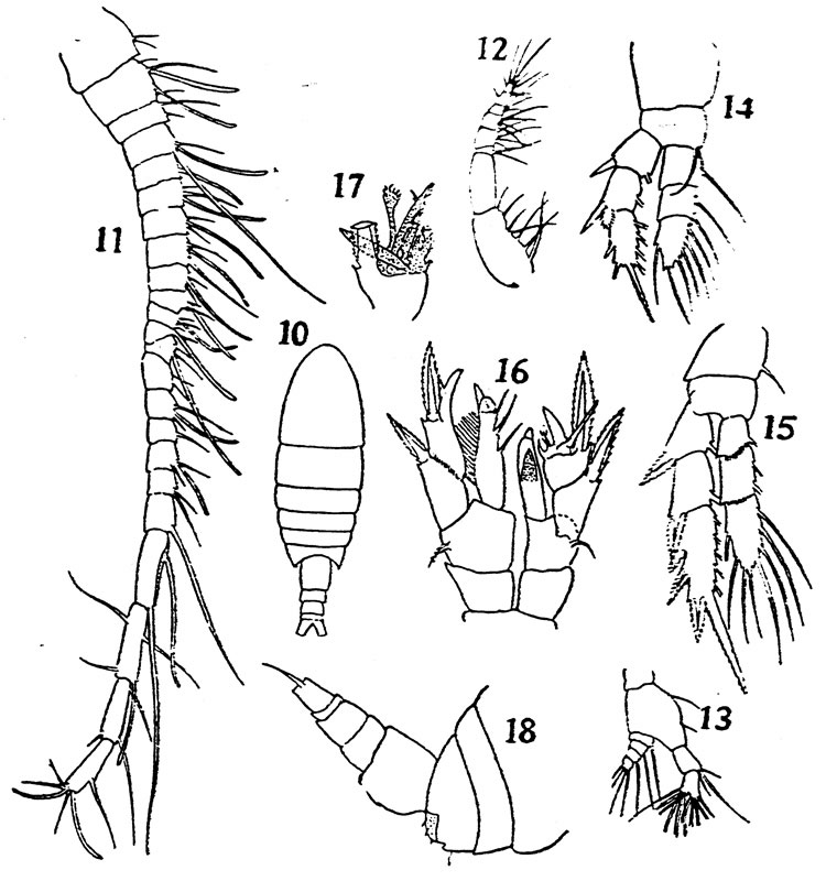 Species Ridgewayia krishnaswamyi - Plate 1 of morphological figures