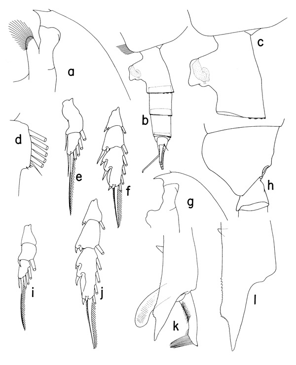 Espèce Paraeuchaeta sarsi - Planche 1 de figures morphologiques