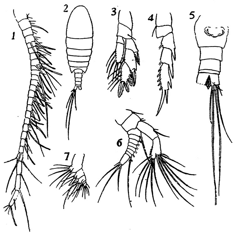 Species Ridgewayia krishnaswamyi - Plate 2 of morphological figures