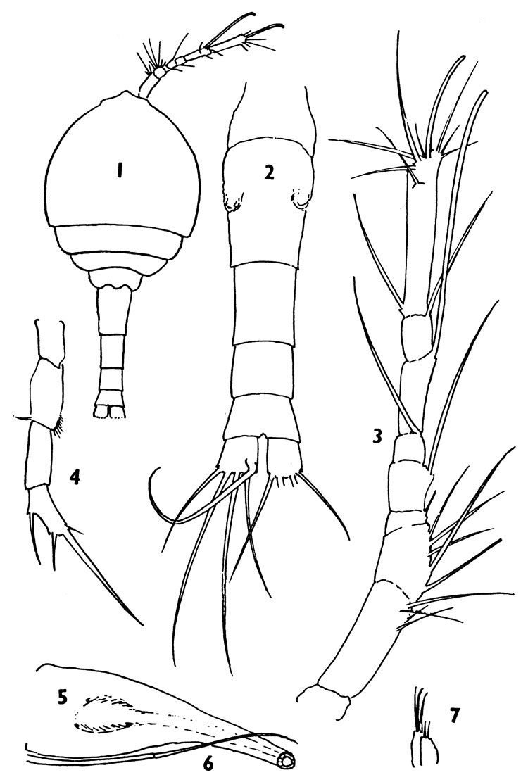 Species Pontoeciella abyssicola - Plate 4 of morphological figures
