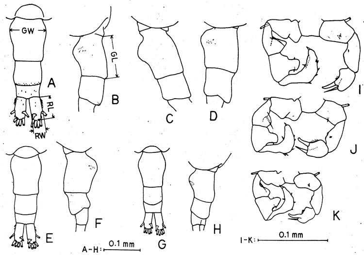 Species Acartia (Acartiura) hudsonica - Plate 3 of morphological figures