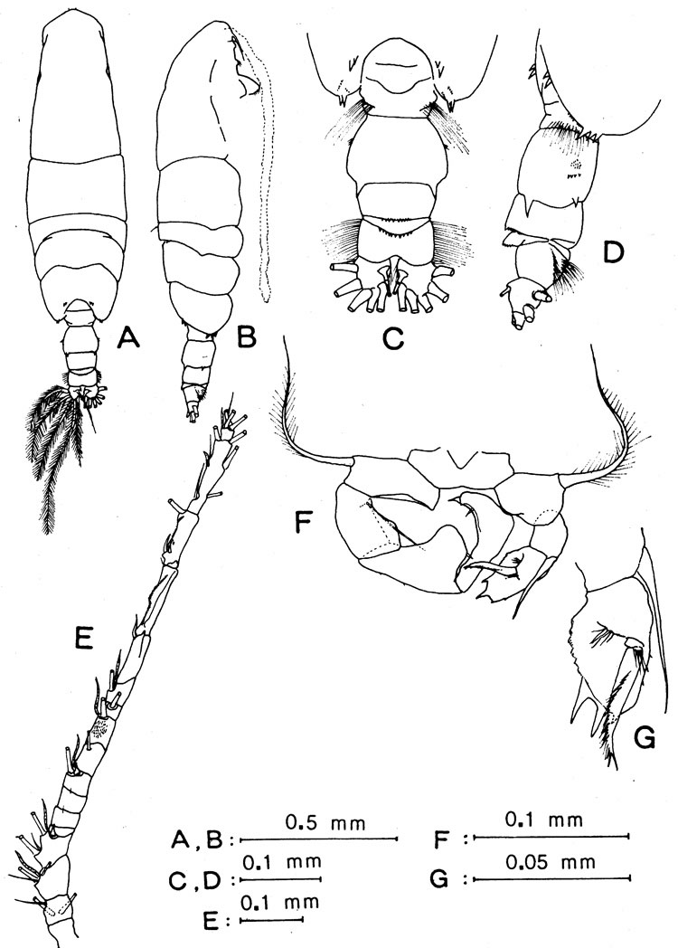 Espèce Acartia (Odontacartia) japonica - Planche 1 de figures morphologiques