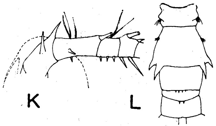 Espce Acartia (Odontacartia) australis - Planche 3 de figures morphologiques