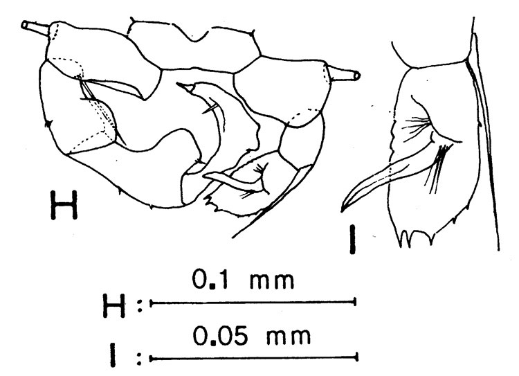 Espce Acartia (Odontacartia) australis - Planche 2 de figures morphologiques