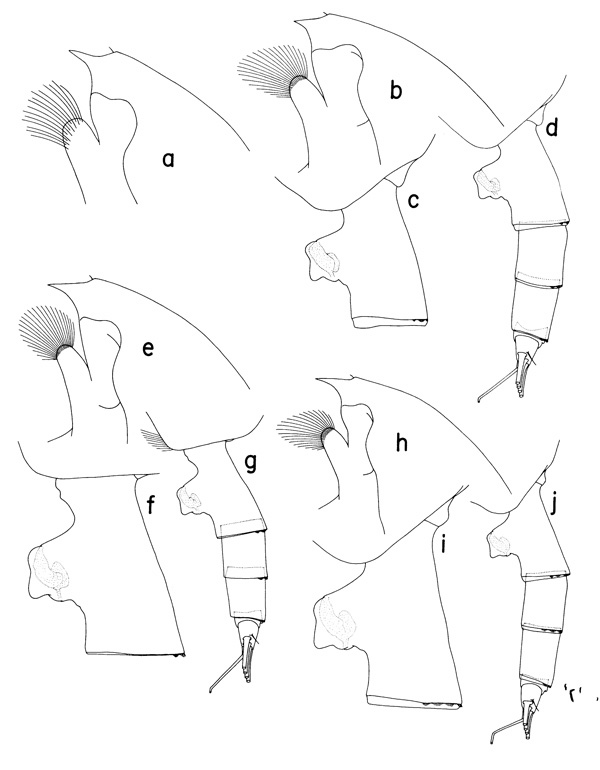 Species Paraeuchaeta sarsi - Plate 2 of morphological figures