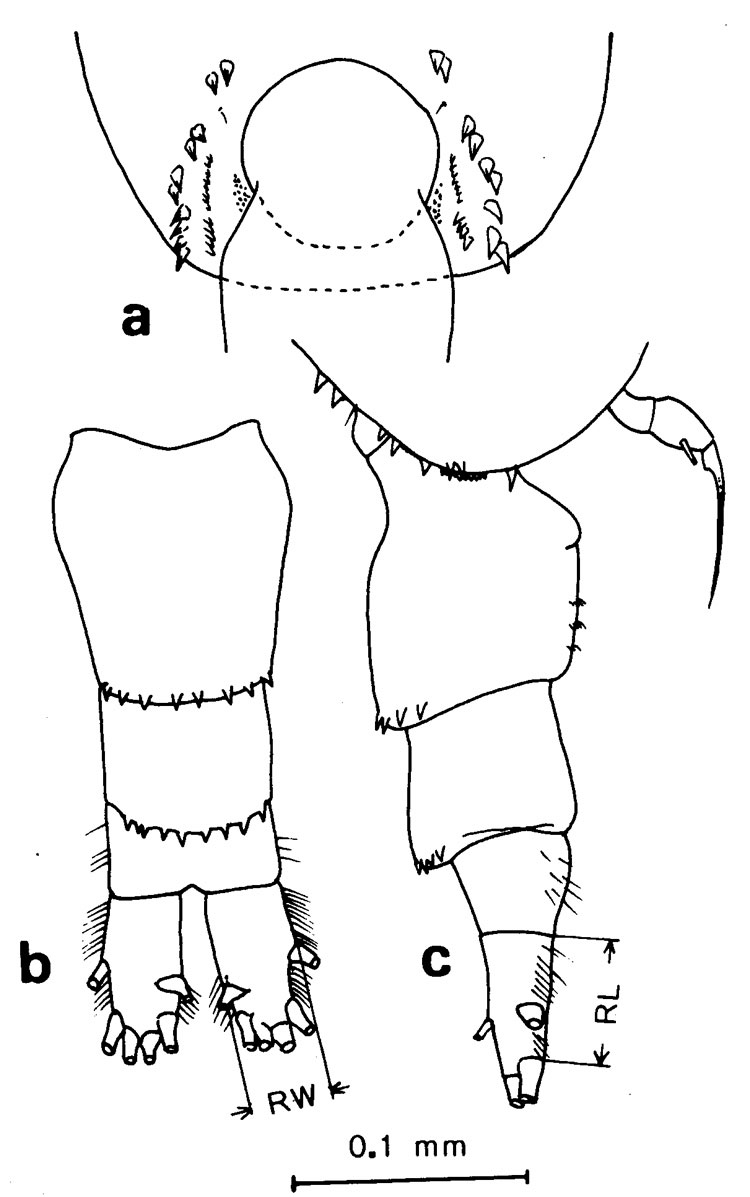 Espèce Acartia (Acanthacartia) plumosa - Planche 1 de figures morphologiques