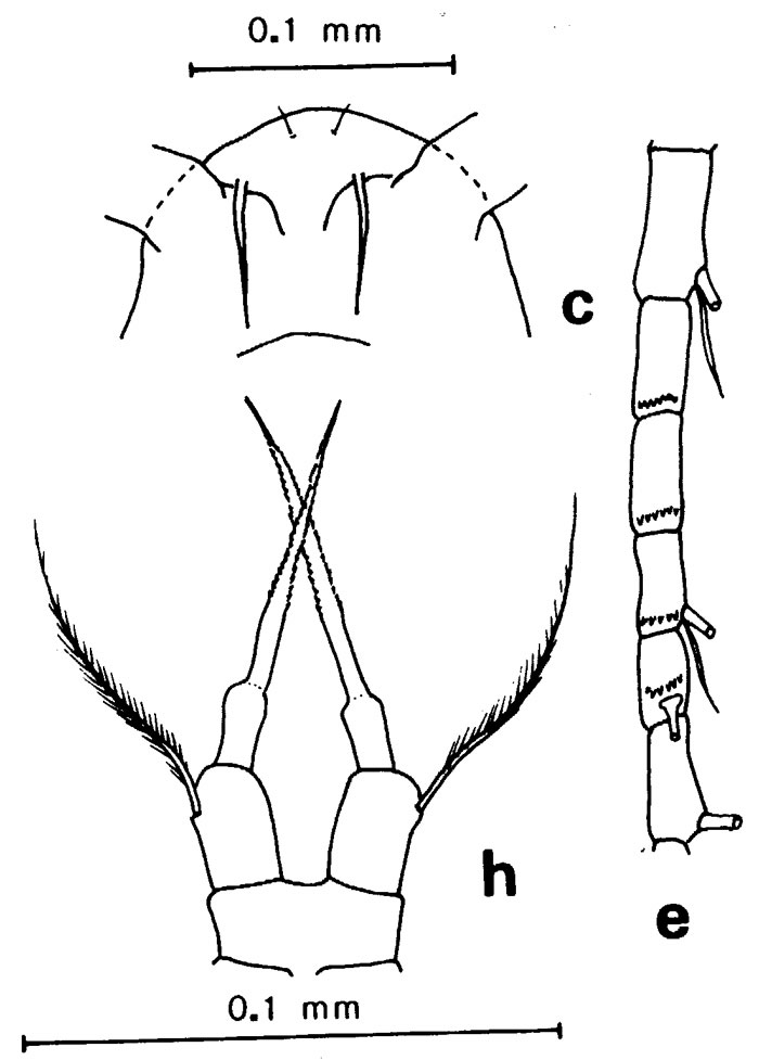 Species Acartia (Acanthacartia) tropica - Plate 2 of morphological figures