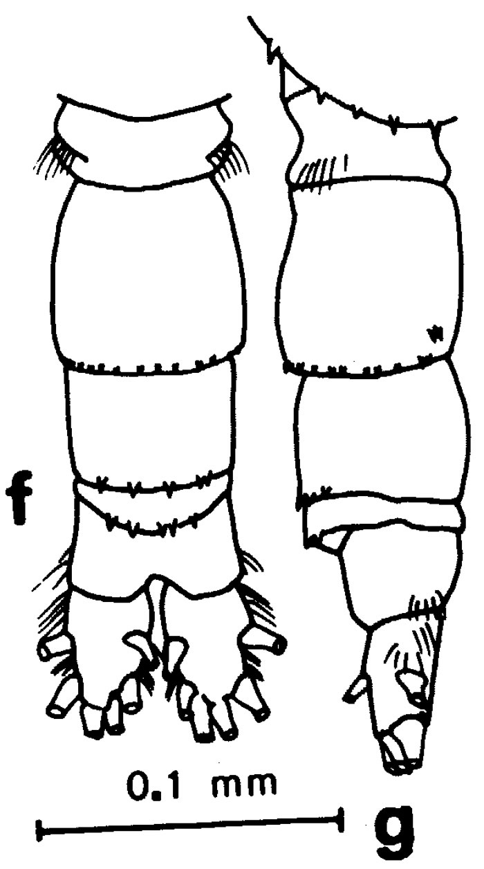 Espce Acartia (Acanthacartia) tropica - Planche 3 de figures morphologiques