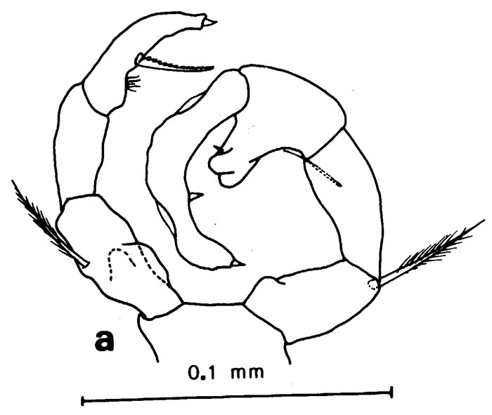 Espèce Acartia (Acanthacartia) plumosa - Planche 4 de figures morphologiques