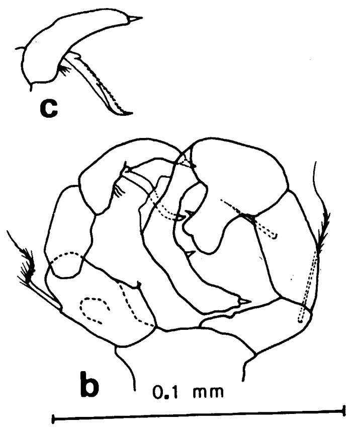 Espèce Acartia (Acanthacartia) sinjiensis - Planche 7 de figures morphologiques