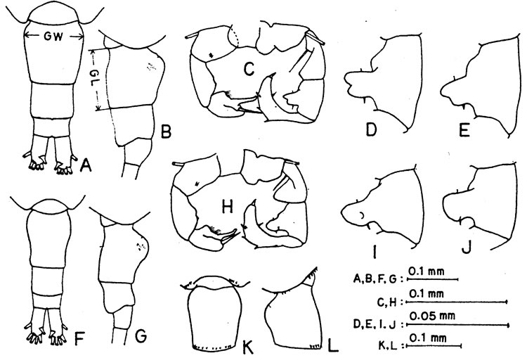 Species Acartia (Acartiura) hudsonica - Plate 5 of morphological figures