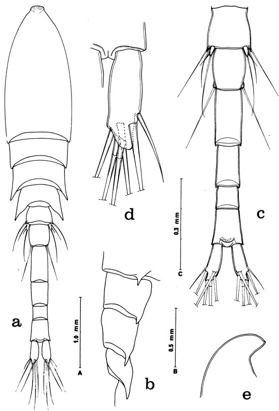 Espce Hyalopontius boxshalli - Planche 1 de figures morphologiques