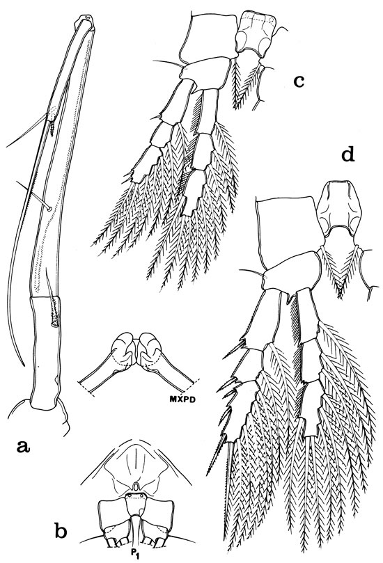 Species Hyalopontius boxshalli - Plate 3 of morphological figures