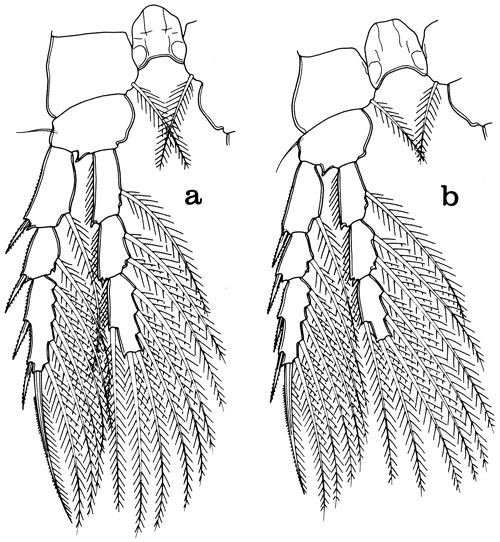 Species Hyalopontius boxshalli - Plate 4 of morphological figures
