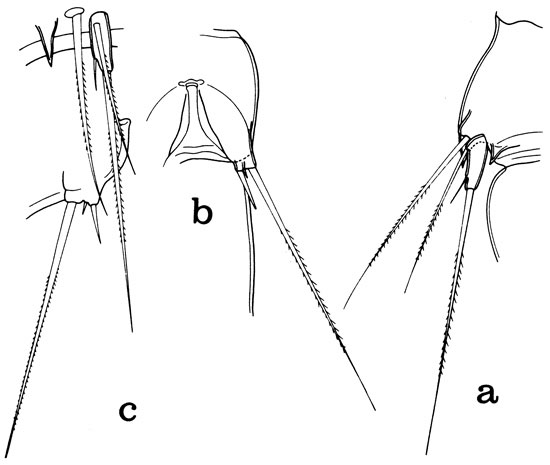 Species Hyalopontius boxshalli - Plate 5 of morphological figures