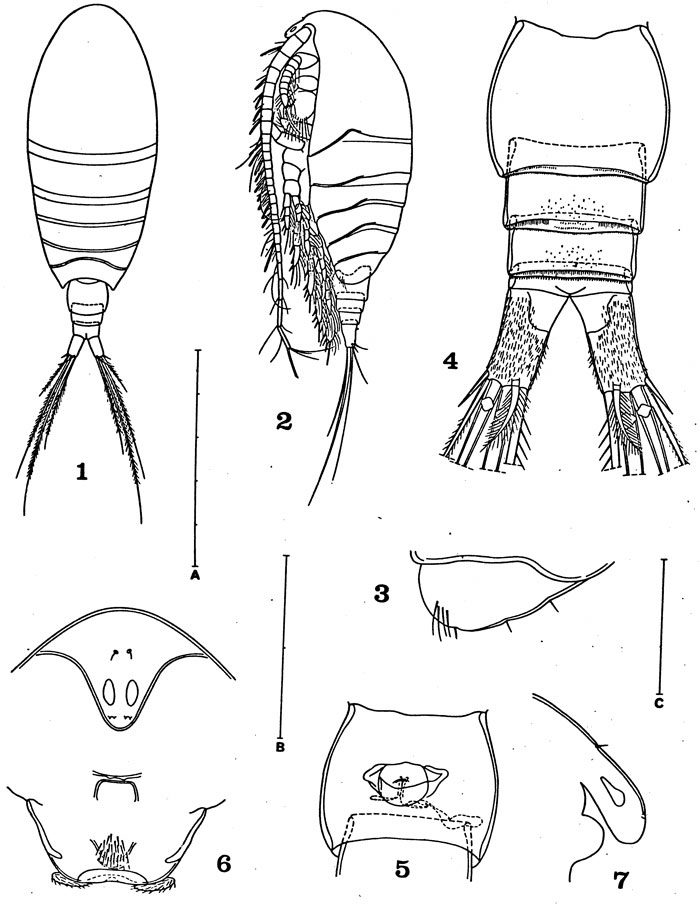 Espèce Ridgewayia fosshageni - Planche 1 de figures morphologiques