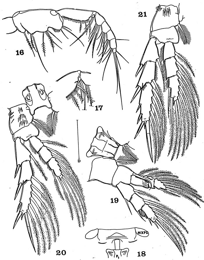 Espèce Ridgewayia fosshageni - Planche 3 de figures morphologiques