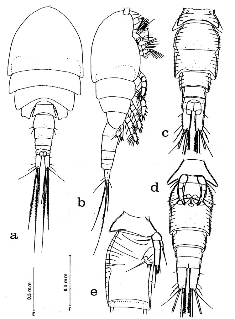 Espce Misophriopsis longicauda - Planche 1 de figures morphologiques