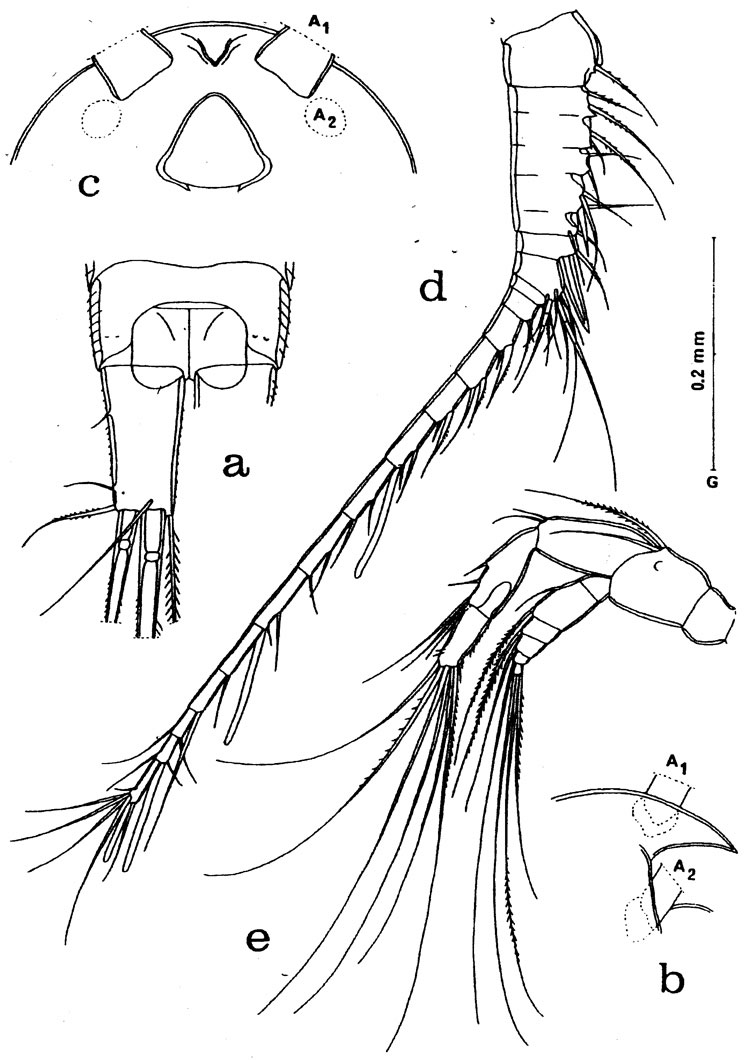 Espce Misophriopsis longicauda - Planche 2 de figures morphologiques