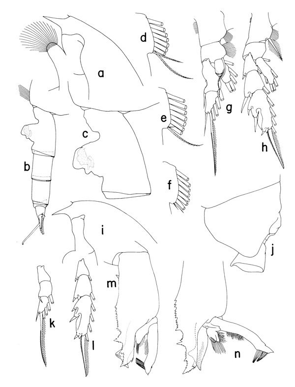 Espce Paraeuchaeta confusa - Planche 1 de figures morphologiques
