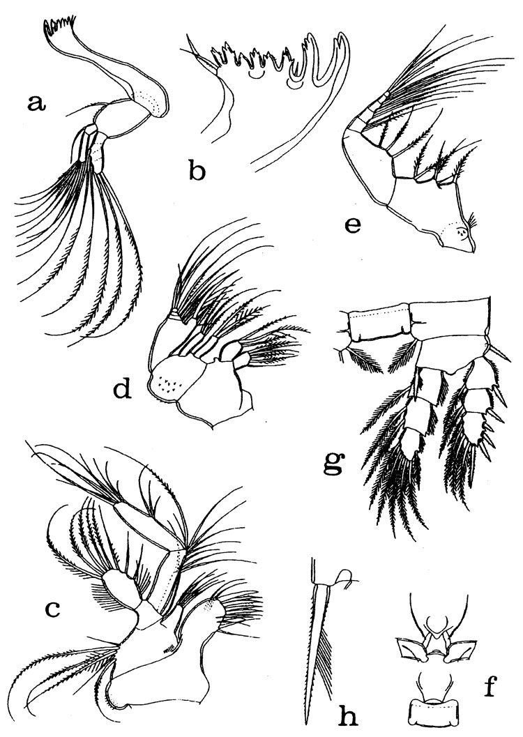 Espce Misophriopsis longicauda - Planche 3 de figures morphologiques