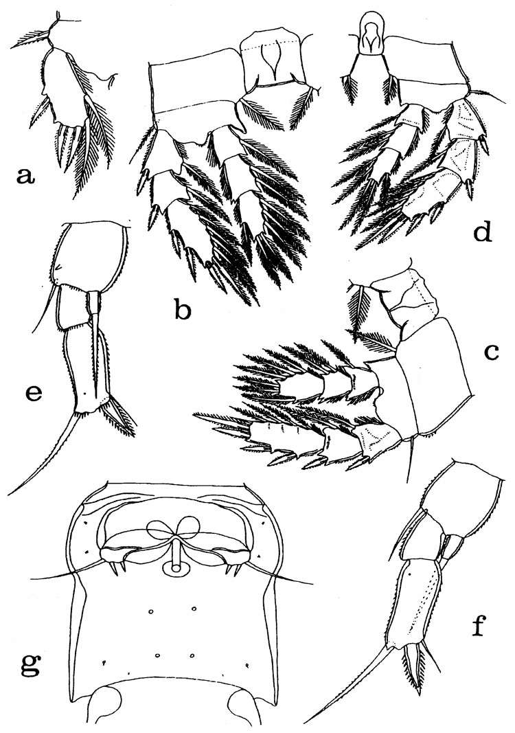 Espce Misophriopsis longicauda - Planche 4 de figures morphologiques
