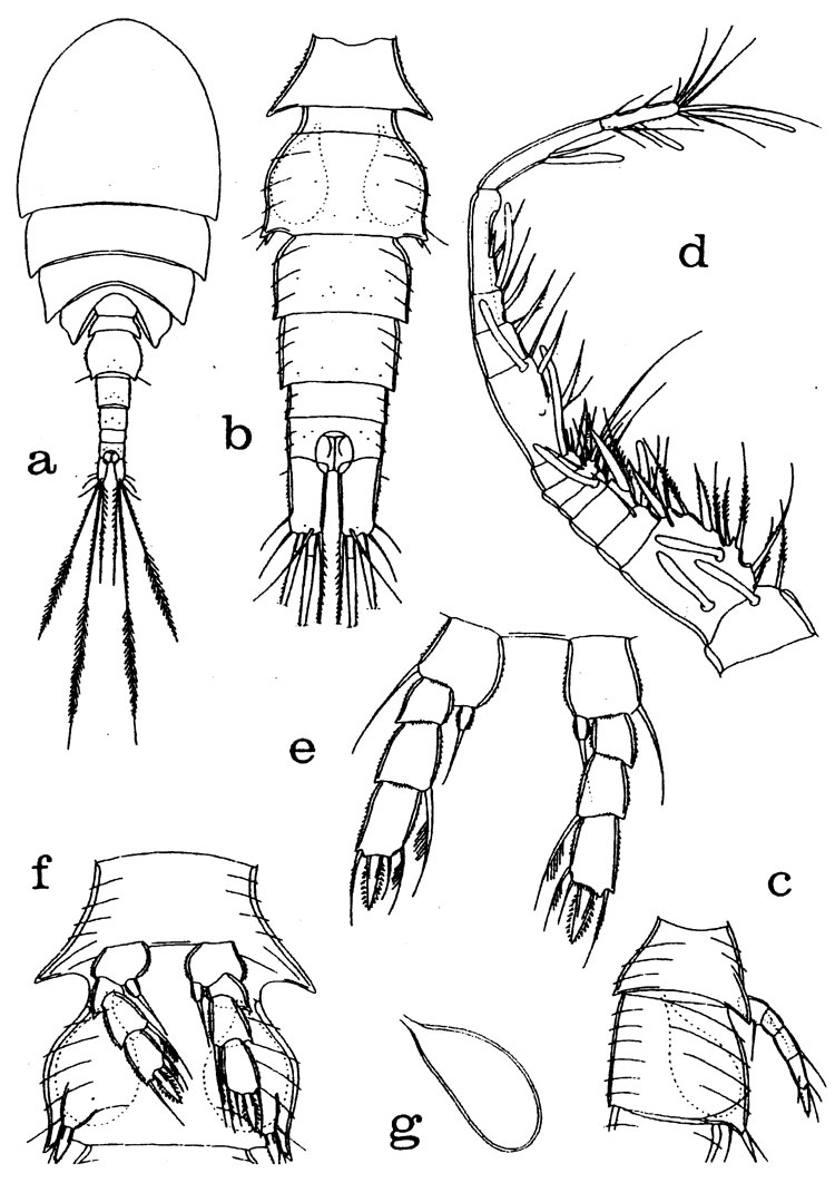 Espce Misophriopsis longicauda - Planche 5 de figures morphologiques
