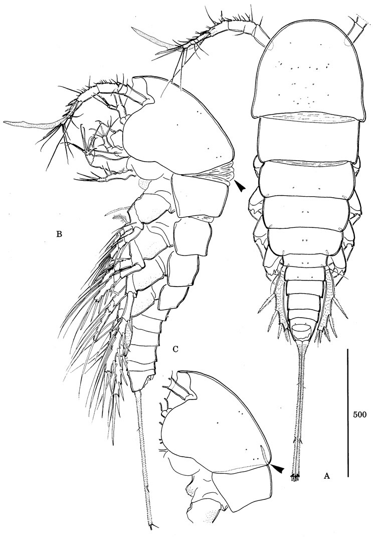 Species Nudivorax todai - Plate 1 of morphological figures