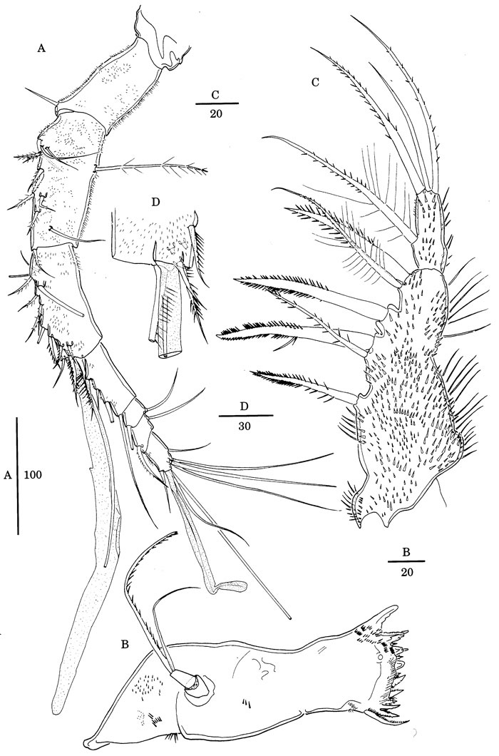 Espce Nudivorax todai - Planche 2 de figures morphologiques