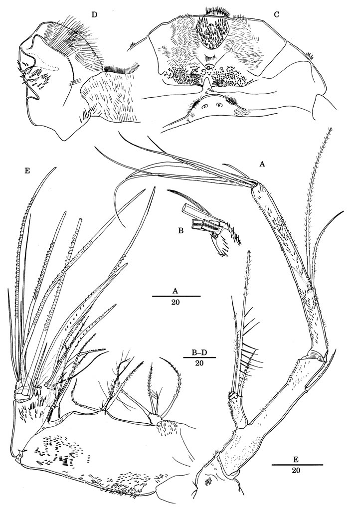 Espce Nudivorax todai - Planche 3 de figures morphologiques