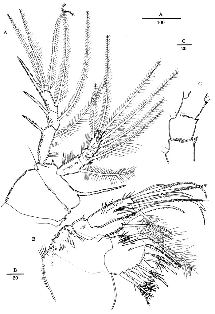 Espce Nudivorax todai - Planche 4 de figures morphologiques