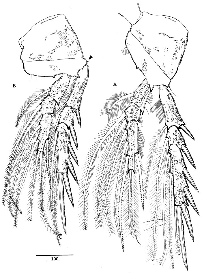 Species Nudivorax todai - Plate 5 of morphological figures